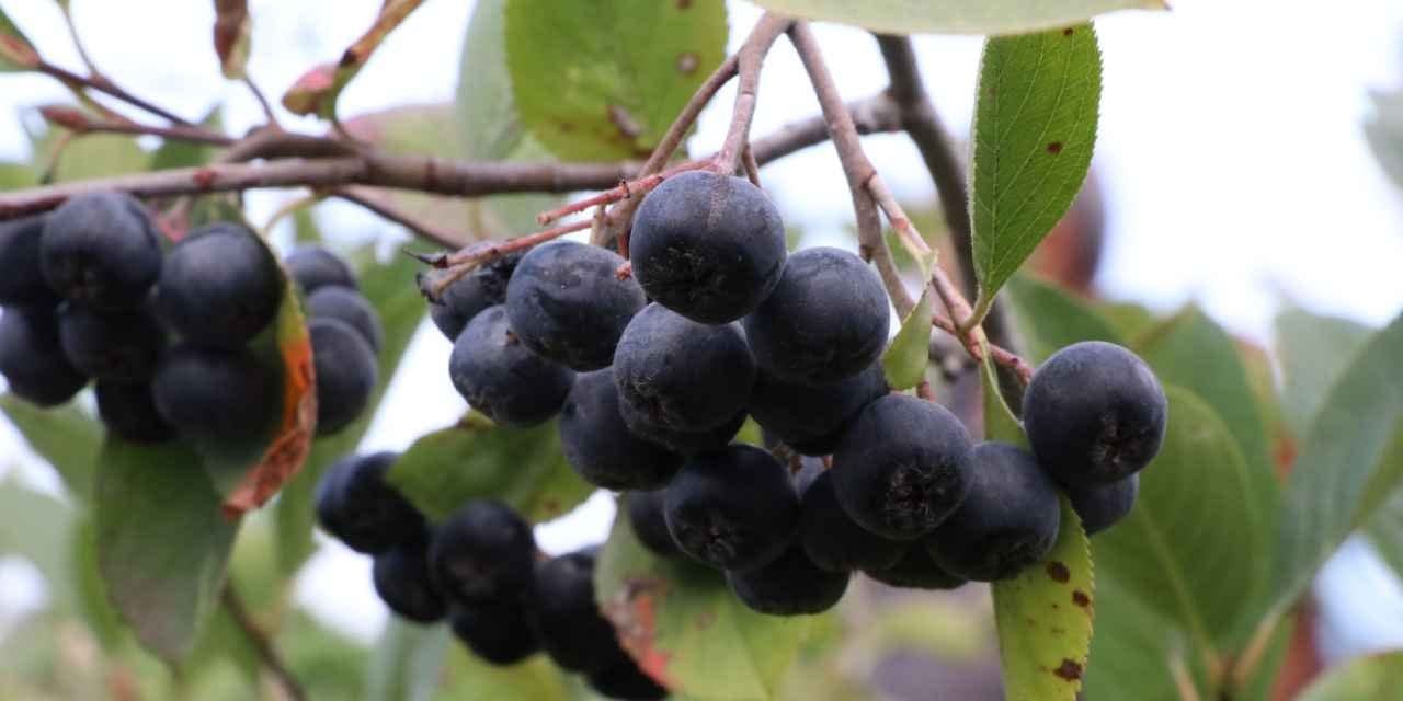 kalbe bagisikliga gozlere iyi geliyor kilosu 400 liradan 250 ton urun bekleniyor Rn8q8DEm