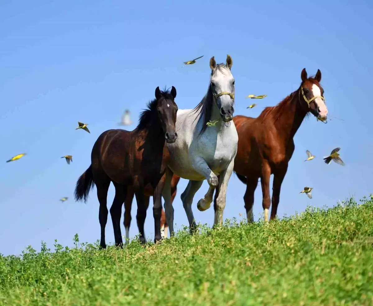 arap taylari acik artirmada 2mpzPxcu.jpg