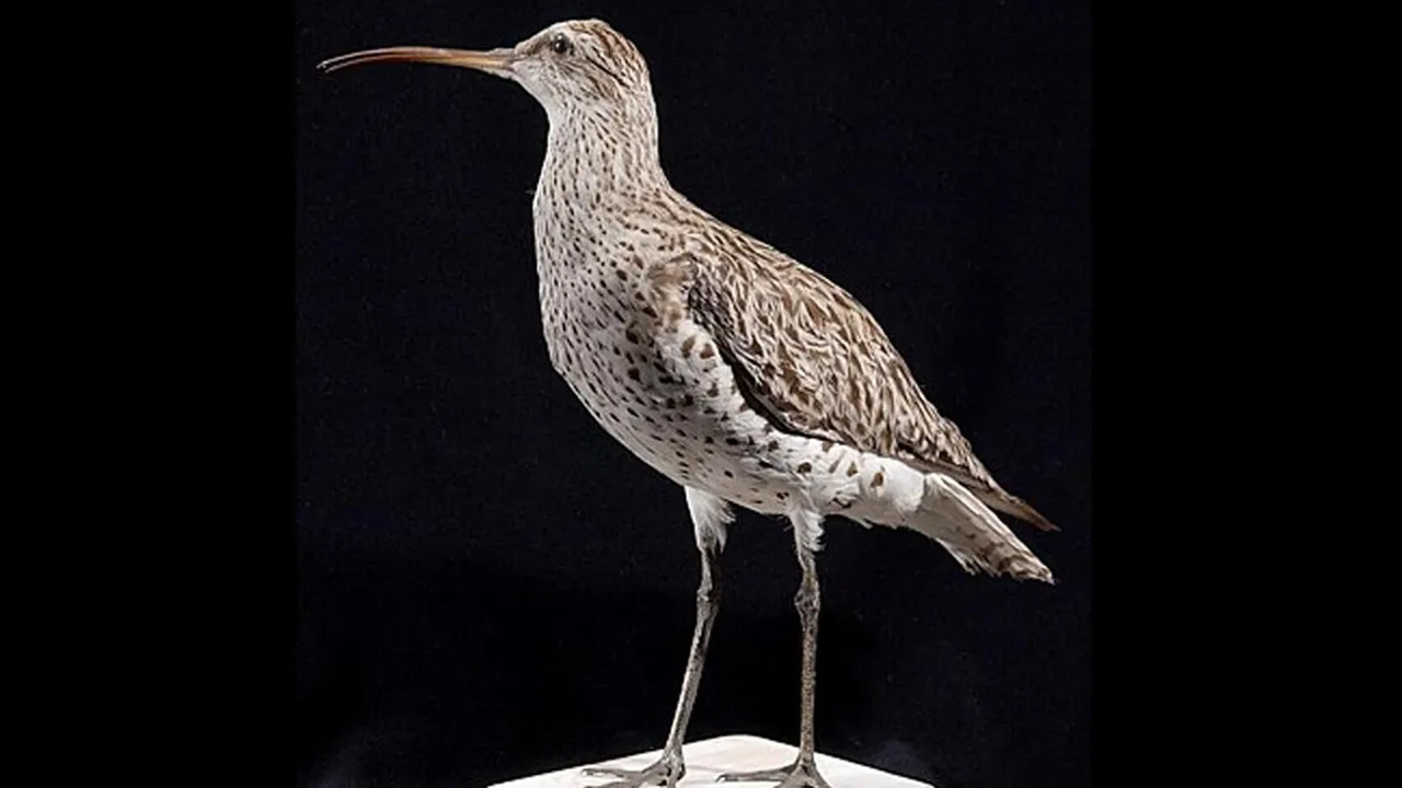 birkac yil once aramizda dolasiyorlardi artik yoklar deiSKnfP.jpg