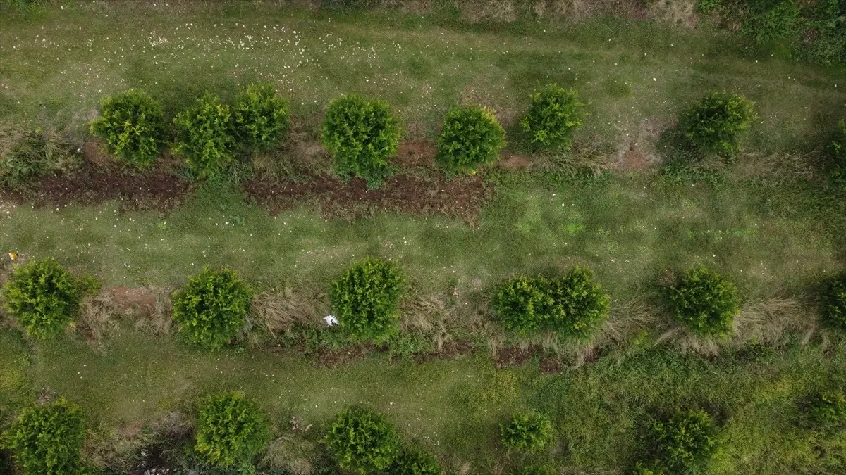 inhisarda deve disi nar uretimi korundu UEvLD6Yf.jpg