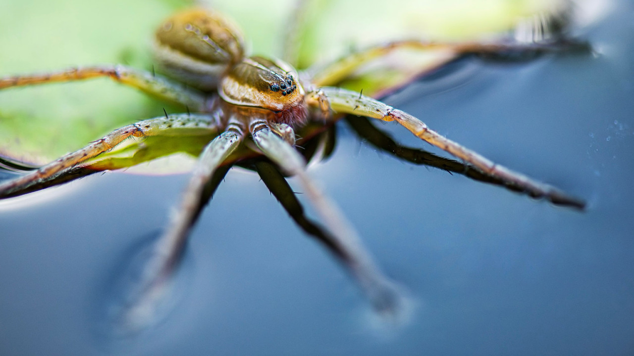 orumcek fobisi olanlari daha da korkutacak haber balik avlayan orumcekler lcxQ4tMf.jpg