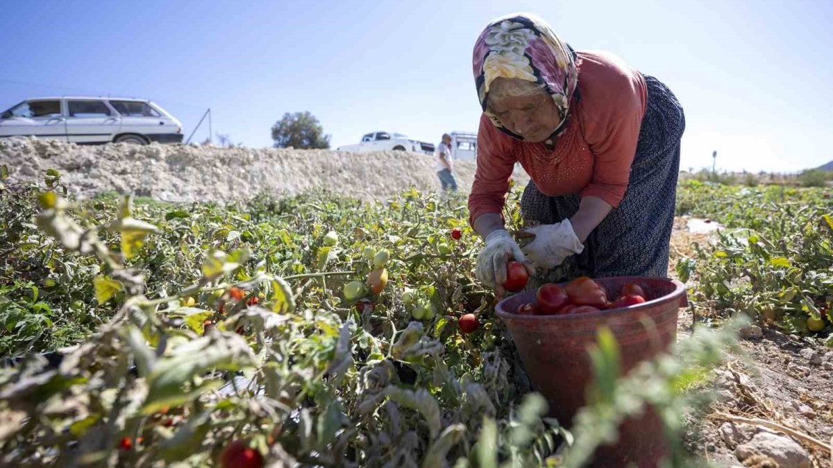 ureticiye yuzde 70 hibe destegi 1X92Ggbn
