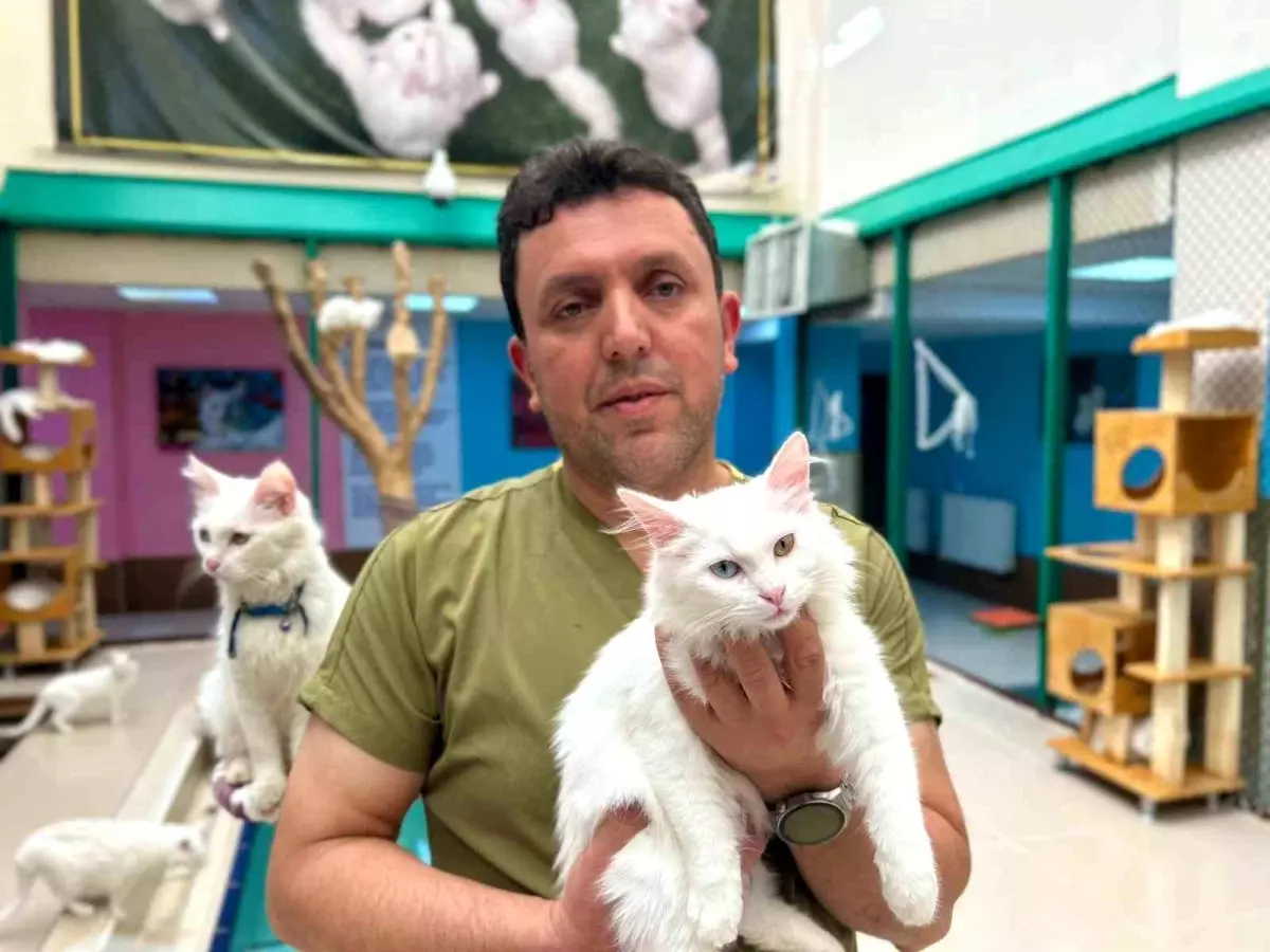 van kedilerine omrunu adamis mehmet atar bayir BMgJvLFQ.jpg