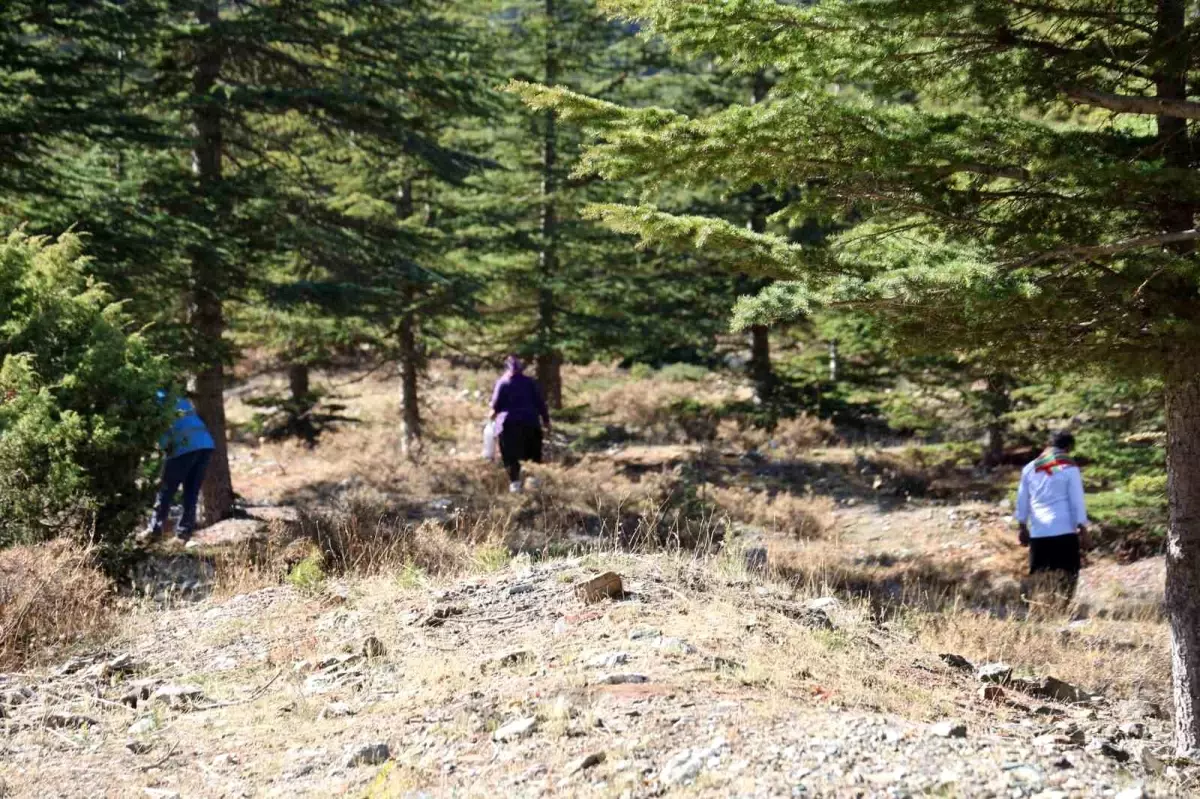 adanada sedir mantarina talep artiyor beyaz altin ihracata acildi GujyeMbr.jpg