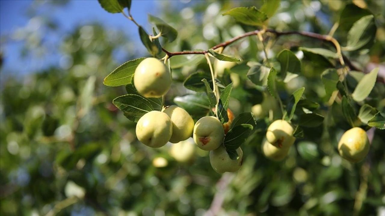 edirnede ciftciler kucuk arazilerini yuksek gelirli hunnap uretimiyle degerlendiriyor TdQCHZjO.jpg