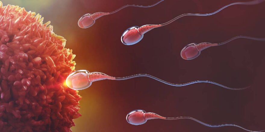 Sperm Depolama Süresi Kaliteyi Düşürüyor: Oxford Üniversitesi’nin Çarpıcı Araştırması