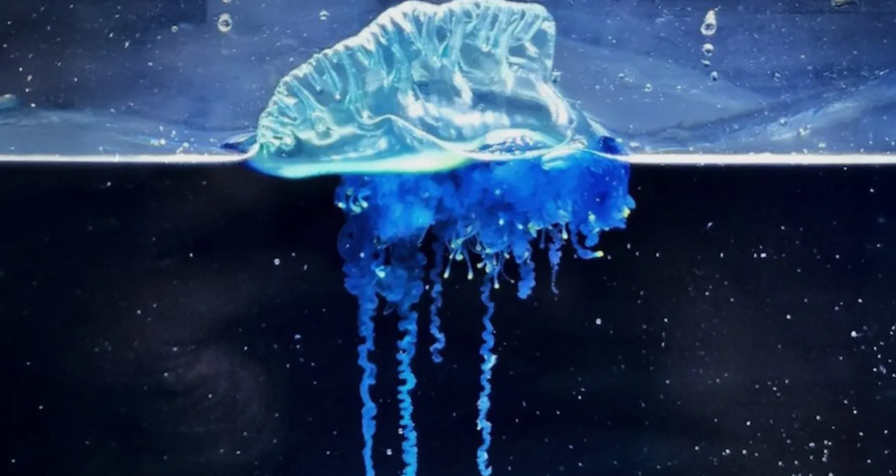 Suya Girmek Artık Tehlikeli: Yeni Tehdit Okyanuslarda Gizleniyor