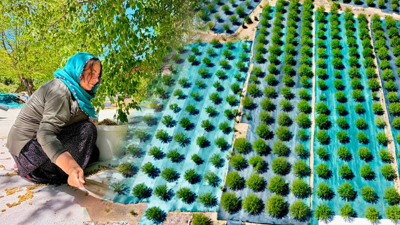 Beklenen hasat başladı: Geçen yıl bir kilo bile çıkmadı, şimdi 600 ton rekolte bekleniyor Haber gorseli