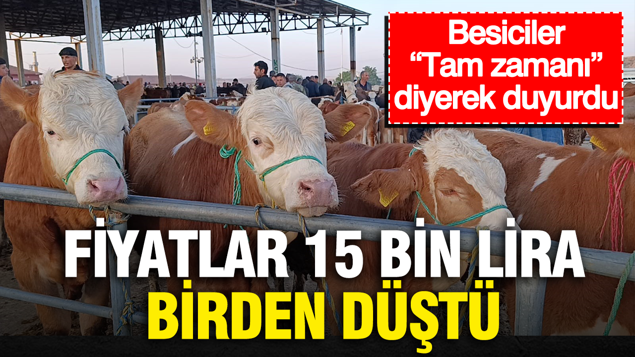 Fiyatlar 15 bin lira birden düştü… Besiciler “Tam zamanı” diyerek duyurdu Haber gorseli
