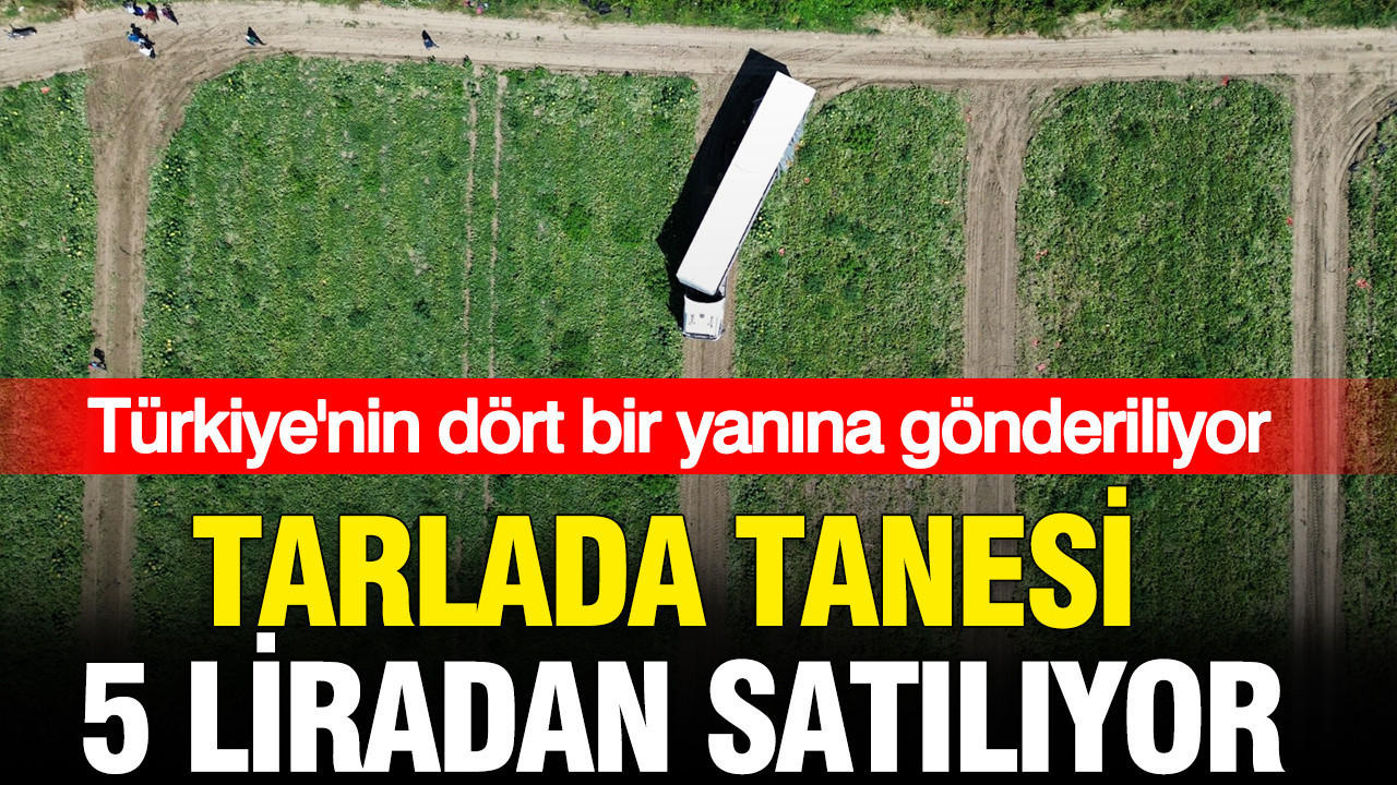 Tarlada tanesi 5 liradan satiliyor turkiyenin dort bir yanina gonderiliyor pRIY73yF